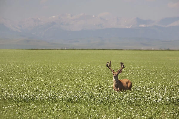 Male Deer With Antlers In A Flowering Pea Field With Mountains And Foothills In The Background; Alberta, Canada