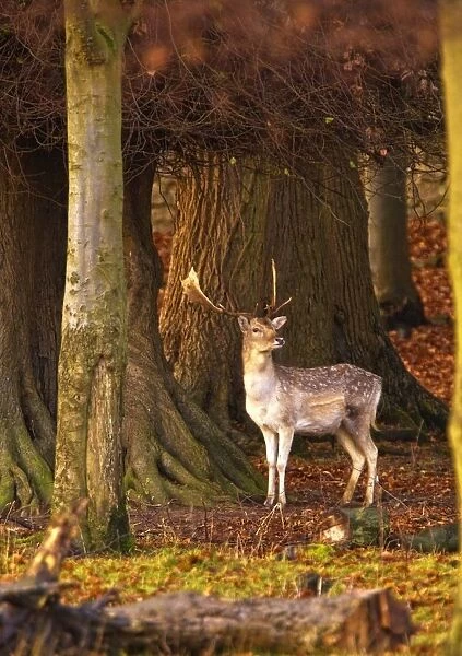 Male Deer In Forest