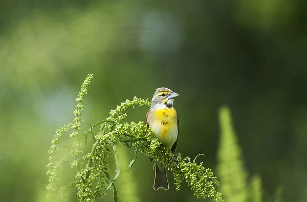 A Male Dickcissel (Spiza Americana) Perches On A Dock Plant; Vian, Oklahoma, United States Of America