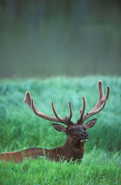 Male elk with velvet on antlers