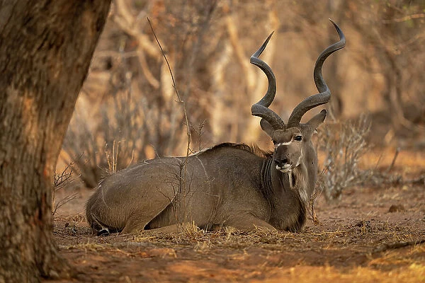 Male greater kudu lies down under tree