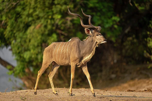 Male greater kudu walks down wooded riverbank