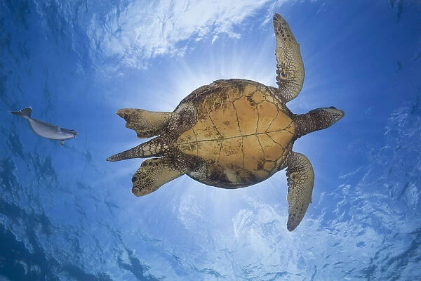 This Male Green Sea Turtle (Chelonia Mydas), An Endangered Species, Is Being Followed Closely By A Spotted Unicorn Fish (Naso Brevirostris); Hawaii, United States Of America