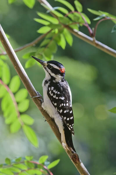 Male Hairy Woodpecker (Picoides Villosus) Perched On Mountain Ash Tree, Fairbanks, Alaska, Summer