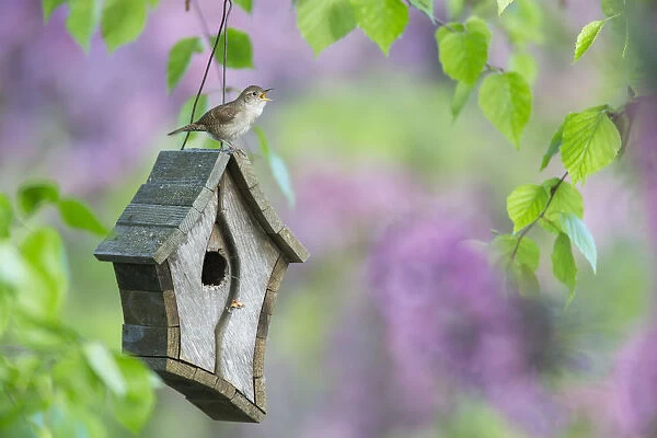 Male House Wren (Troglodytes Aedon) Calls From A Bird House, Hubbard County; Minnesota, United States Of America