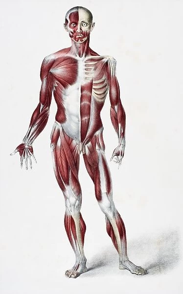 Front Of The Male Human Body Showing Muscles Sinews And Bones From The Vessels Of The Human Body Edited By Jones Quain And William Wilson Published London By Taylor And Watson 1837