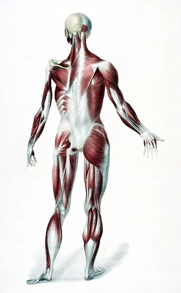 Back Of The Male Human Body Showing Muscles Sinews And Bones From The Vessels Of The Human Body Edited By Jones Quain And William Wilson Published London By Taylor And Watson 1837