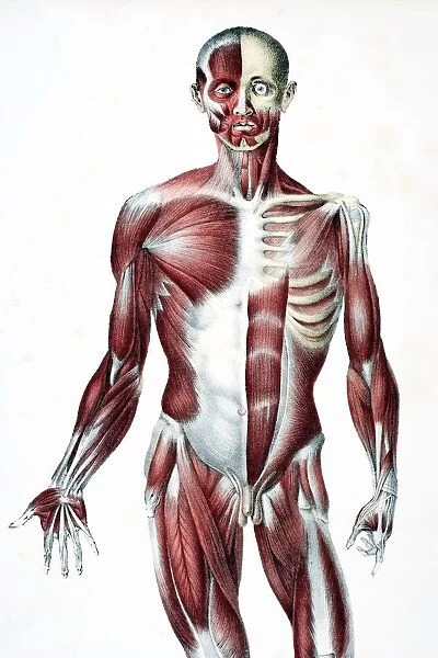 Front Of The Male Human Body Showing Muscles Sinews And Bones From The Vessels Of The Human Body Edited By Jones Quain And William Wilson Published London By Taylor And Watson 1837