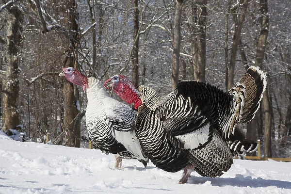 Male Narragansett Turkey (Dark) And Male Royal Palm Turkey (Light), Gobbling And Displaying Free Ranging In Snow, Both Rare Legacy Breeds; Madison, Connecticut, United States Of America