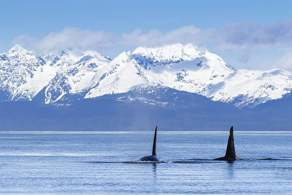 Two Male Orca Whales, Or Killer Whales, (Orcinus Orca) Surface Near Juneau In Lynn Canal, Inside Passage; Alaska, United States Of America