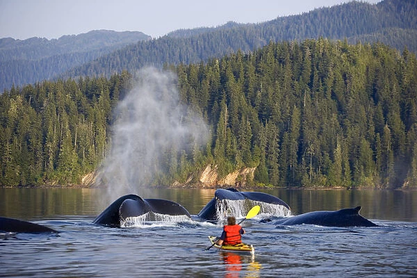 Man Sea Kayaking Near Swimming Pod Of Humpback Whales Inside Passage Southeast Alaska Summer Composite