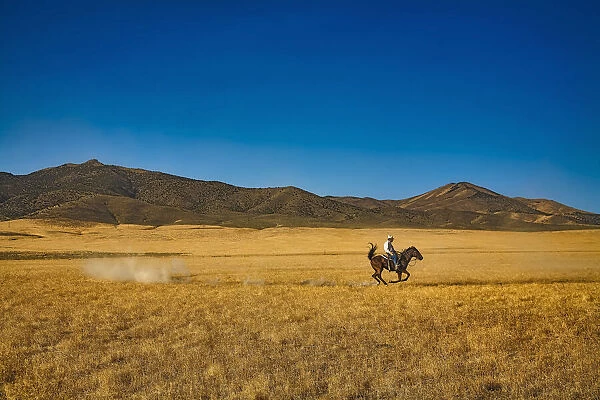 Man training his wild horse in the countryside