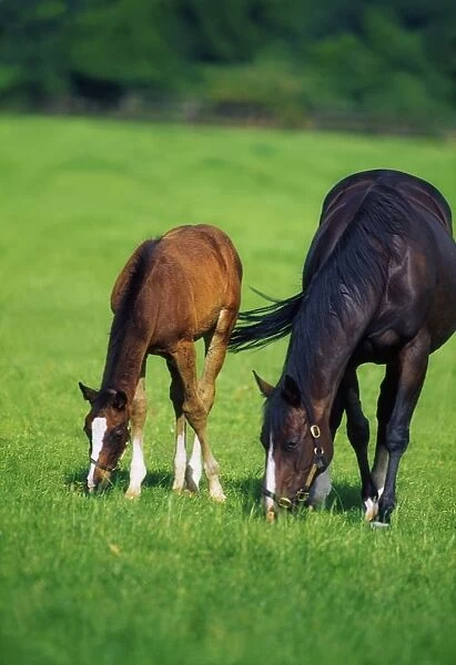 Mare And Foal Thoroughbred Horses
