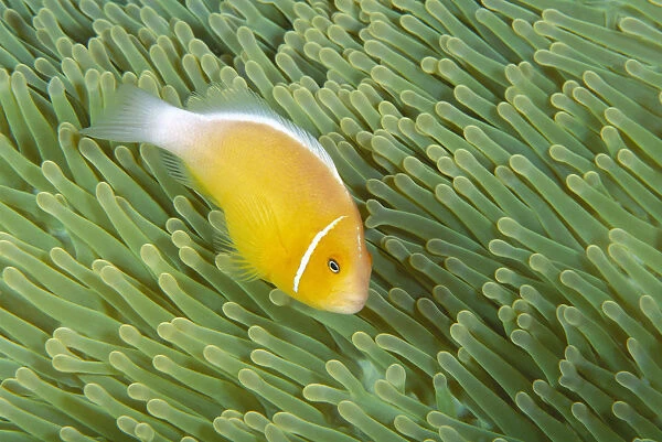 Mariana Islands, Saipan, Anemonefish And Anemone (Amphiprion Perideraion) Heteractis Magnifica