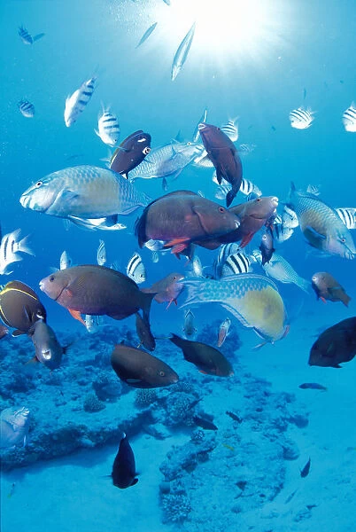 Mariana Islands, Saipan, Damselfish Parrotfish Wrasse, Sandy Bottom Sunburst Tropical