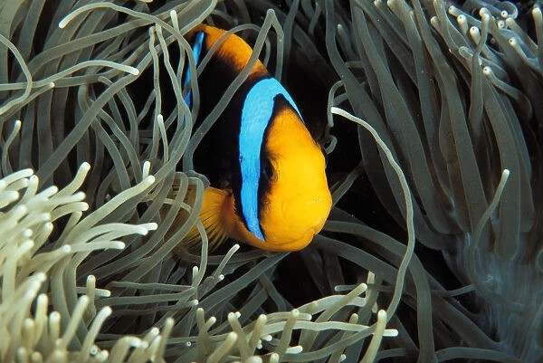 Mariana Islands, Saipan, Orange-Fin Anemone Fish In Anemone Near Coral