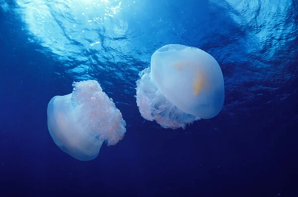 Marshall Islands, Kwajalein Atoll, Pair Of Jellyfish (Crambione Mastigophora)