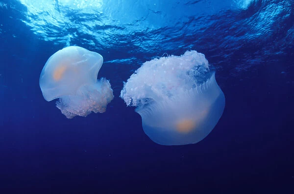 Marshall Islands, Kwajalein Atoll, Pair Of Jellyfish (Olindas Sp?)