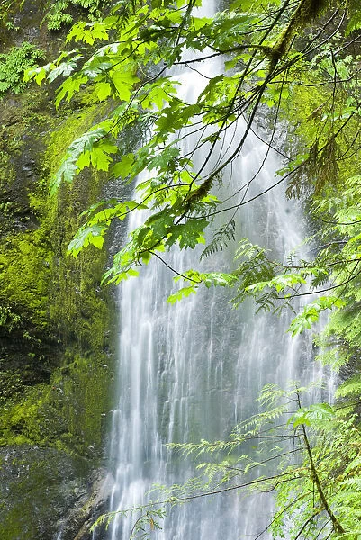 Marymere Falls, Olympic National Park
