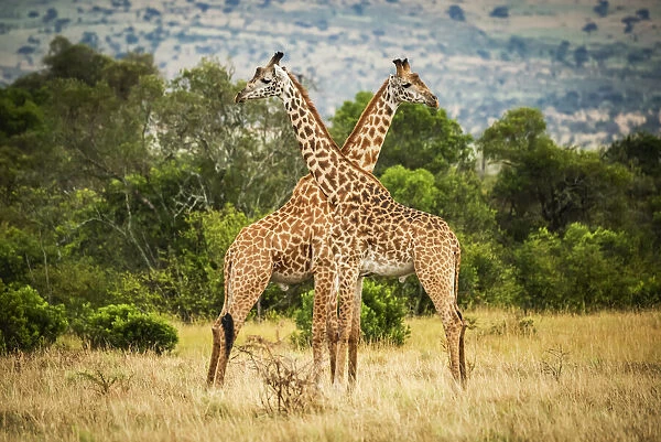 Two Masai giraffe crossing necks by trees, Serengeti, Tanzania