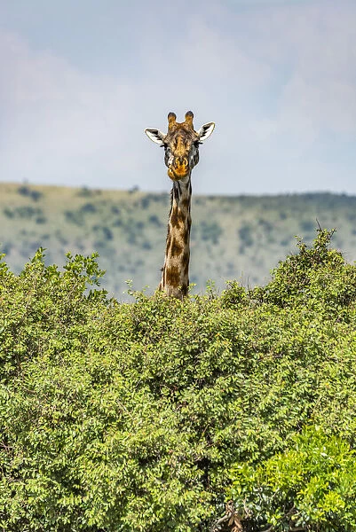 Masai giraffe peeks over bushes in savannah