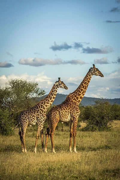 Two Masai giraffe stand in golden light