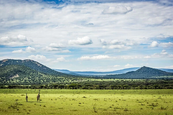 Two Masai giraffe stand with hills behind, Serengeti, Tanzania