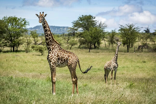 Masai giraffe stands with calf in savannah