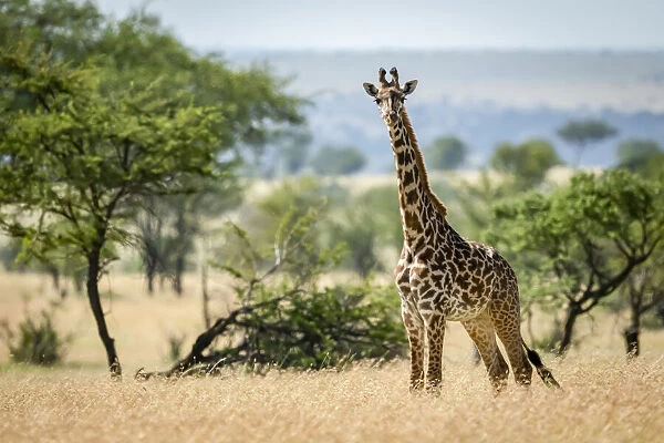 Masai giraffe stands in grass by trees