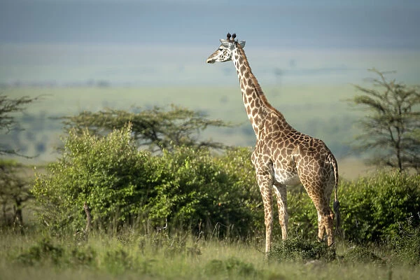 Masai giraffe stands near bushes in sunshine, Kenya, Africa