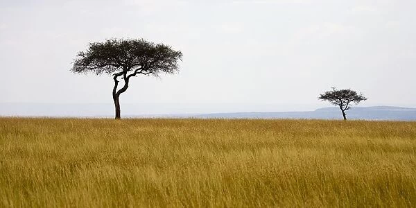 Masai Mara, Kenya, Africa; Acacia Trees