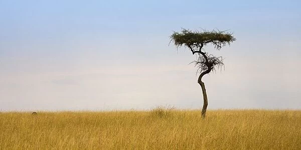 Masai Mara, Kenya; Lone Acacia Tree