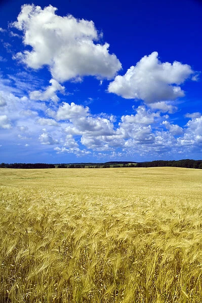 Maturing Barley Crop And Sky With Cumulus Clouds, Tiger Hills, Manitoba