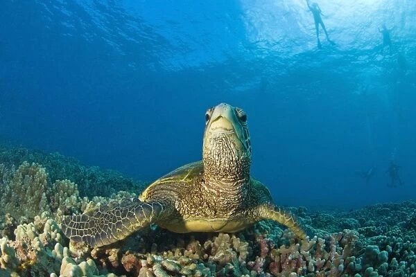 Maui Hawaii Usa; Green Sea Turtle Cleaning Station