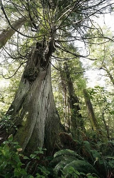 Meares Island, British Columbia, Canada; Cedar And Fir Trees