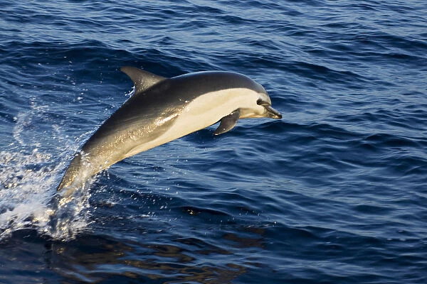 Mexico Coast, Common Dolphin (Delphinus Delphis) Jumping From Deep Blue Sea
