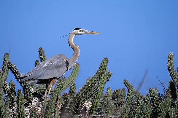 Mexico, Sea Of Cortez, Closeup Of A Great Blue Heron On A Nest In Cactus