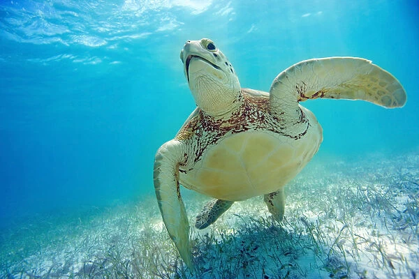 Mexico, Yucatan Peninsula, Green Sea Turtle (Chelonia Mydas) An Endangered Species