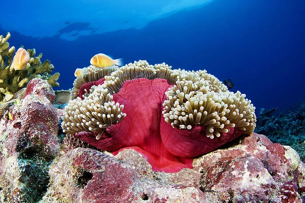Micronesia, Anemonefish (Amphiprion Perideraion) And Sea Anemone (Heteractis Magnifica); Yap