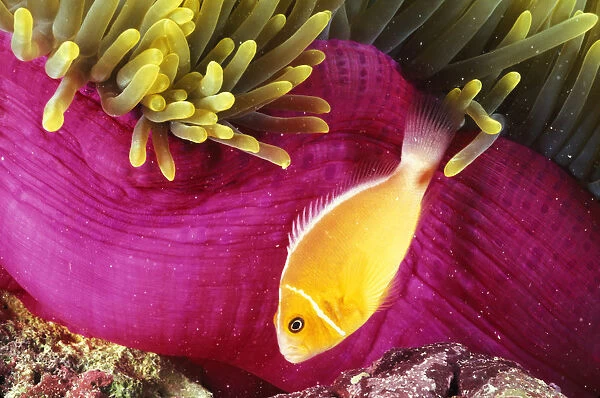 Micronesia, Bright Orange Anemone Fish Swim Near Pink Anemone And Coral