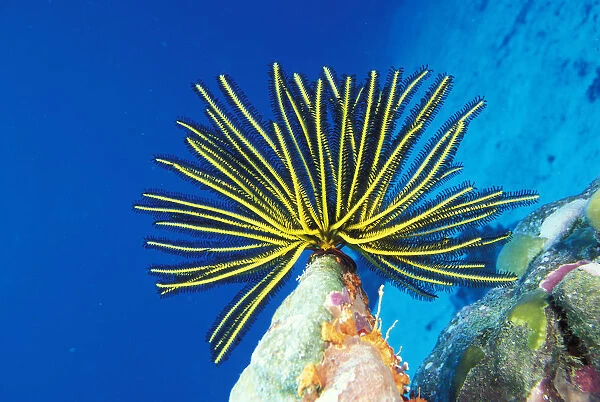 Micronesia, Bright Yellow Crinoid (Comanthus Bennetti), Blue Ocean Background