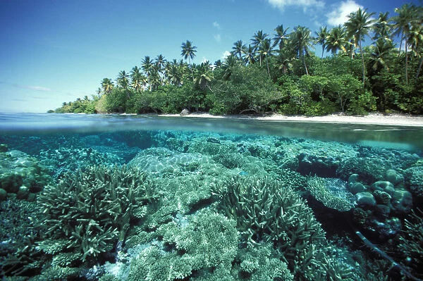 Micronesia, Caroline Islands, Pohnpei, Over  /  Under Of Hard Coral Reef At Ant Atoll