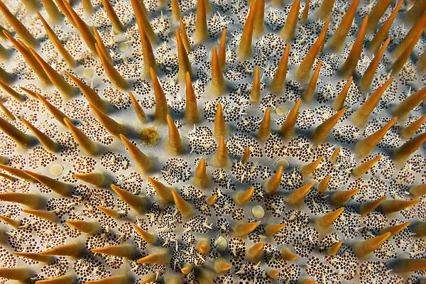 Micronesia, Close-Up Of Crown-Of-Thorns Starfish (Acanthaster Planci); Yap