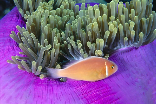 Micronesia, Close-Up Of Pink Anemonefish With Anemone (Amphiprion Peraderaion)