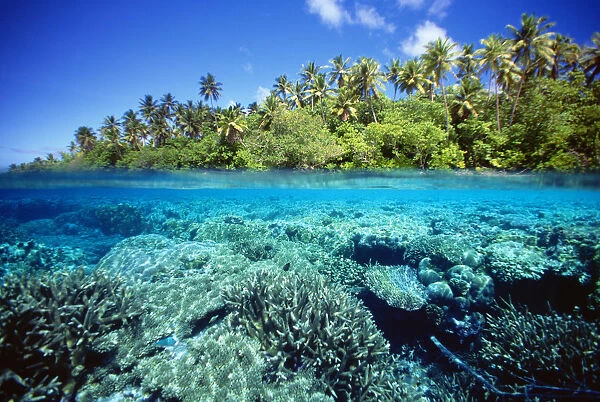 Micronesia, Coral reef; Pohnpei