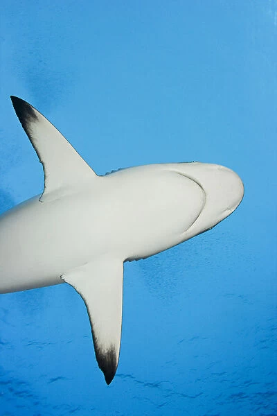 Micronesia, Grey Reef Shark (Carcharhinus Amblyrhynchos); Yap