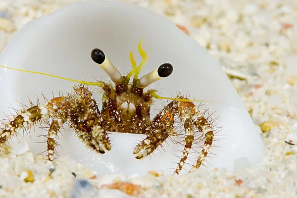 Micronesia, Hermit Crab On Seafloor Sand (Dardanus Lagopodes); Yap