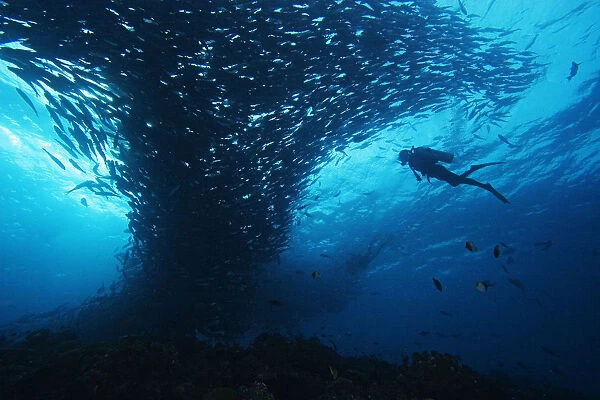 Micronesia, Palau, Scuba Diver With Schooling Bigeye Jacks (Caranx Sexfasciatus)