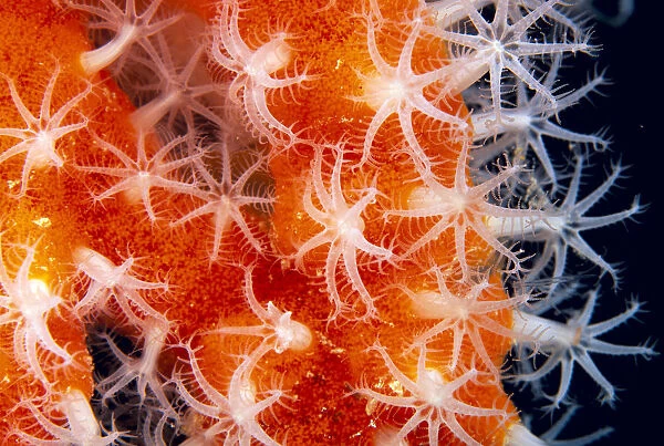 Micronesia, Sponge Covered Gorgonian Coral Showing Polyp Detail, Orange And White