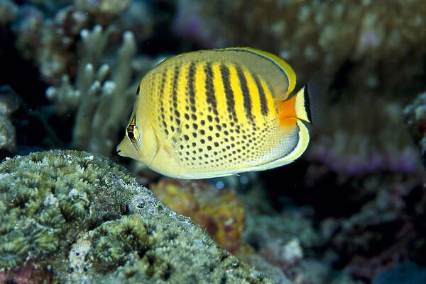 Micronesia, Spot-Banded Butterflyfish (Chaetodon Punctatofasciatus) B1968